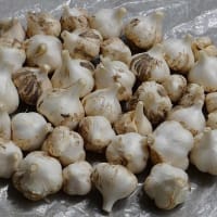 家庭菜園 2025 （２） ニンニク 