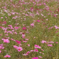 花を求めて
