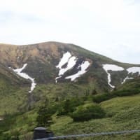 志賀高原で花探し