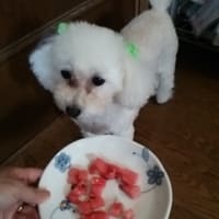 梅雨入りしたら雨
