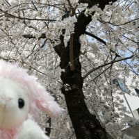 病院跡の桜の木に花が咲きました