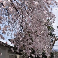 花井寺（かせいじ）のしだれ桜～大月市（回想）