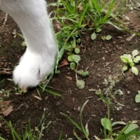 犬でも足が浮腫むんだね⋯