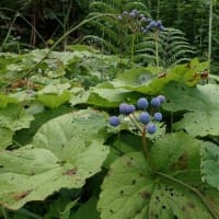 花立峠・登山道沿いの花　2025/06/28