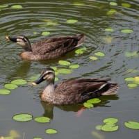 河底池（茶臼山）の自然、アオサギの幼鳥