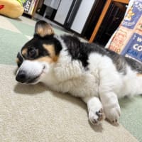 20250605の猫たちと時々犬