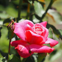 大船フラワーセンター６月の花散歩２
