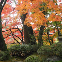 茨木　大門寺の紅葉