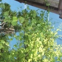 これって山菜？