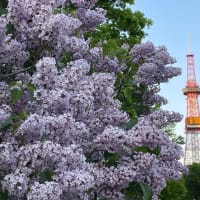 ライラックまつり