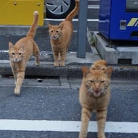 最近のお気に入り