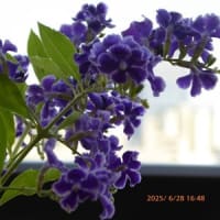 デュランタ宝塚