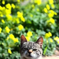九州F島の猫たち　2025年4月　その1