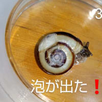 殻割ツムリ６０日目🐌