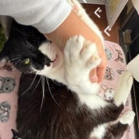 け　とりましょー。