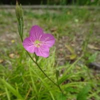 街歩きの道端の花・・・２