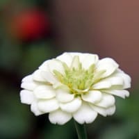 自転車散歩で百日草の花