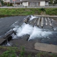 2024神奈川河川ﾎﾟﾀﾘﾝｸﾞ『小鮎川』⑥厚木の田園「久保橋」付近の散策