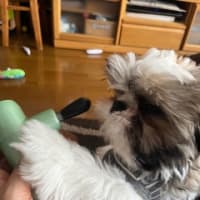 おもちゃではない。