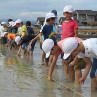 2025.6.25　田植え（３年生）