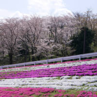 こだま千本桜と芝桜とさざえ堂