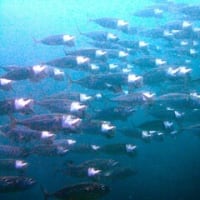 フィリピン旅行・その８（アニラオの海・最後）