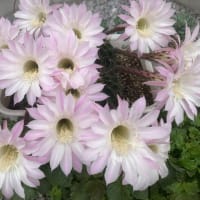 サボテンの花