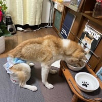 お上品犬