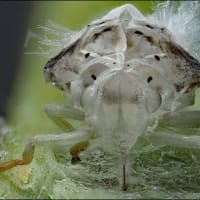 オオシラホシハゴロモの脱皮殻