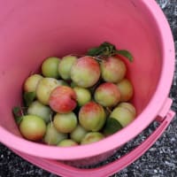 我が家の果樹園。プラムを収穫しました。