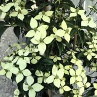 常緑ヤマボウシ