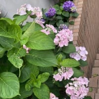 ラサール石井さん出馬