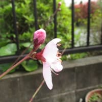 No.７３　「紫葉交配ー１９」が、１日に開花