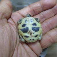 ヒガシヘルマン25えぱ４号・５号誕生！！