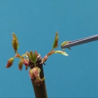 もみじ　４度目の春〈芽摘み〉