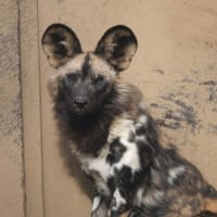 ハイエナじゃないよ！リカオンだよ♪