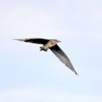 06/18探鳥記録写真：サギヤマの模様②（ゴイサギ、ホシゴイ、アマサギ、チュウダイサギ、）