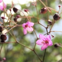 ナツハナビ　　　　僕の好きが全部ある　　　　千葉県市川浦安アスファルト脇植物園・自宅