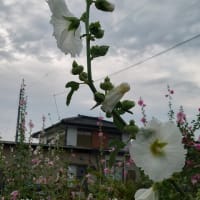 6/23(月)朝焼け&夕日に輝く里山〜🎵