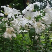 日比谷公園の百合（ユリロード）が満開に咲いているよ！これは楽しみやぁ～