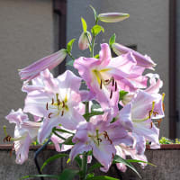 ユリ各種
