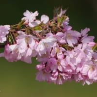 桜の枝にエナガ