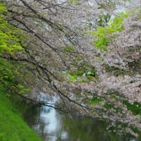 清流と桜