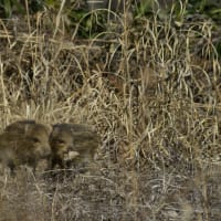2021年1月の未現像の写真（ウリ坊）がありました（削除するところでした）