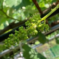 種なしブドウを作る　ジベレリン処理