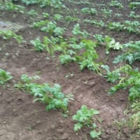 ナス、ピーマンを定植、ジャガイモ土寄せ芽欠き
