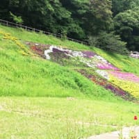 城ヶ島で見た花