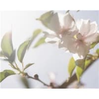 光の花