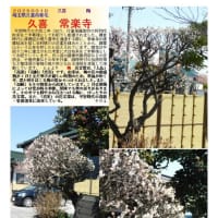 花巡り「梅－374」 久喜　常楽寺