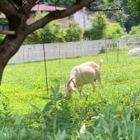 日毎体調の回復を感じ菜園の仕事もぼちぼち始めた